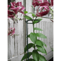 Kasvituki lenkin kera 90cm x Ø5,6cm