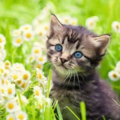 Alternative view of Palapeli 500 Kissa Niityllä